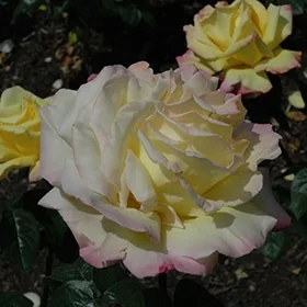 lurveys-1007542