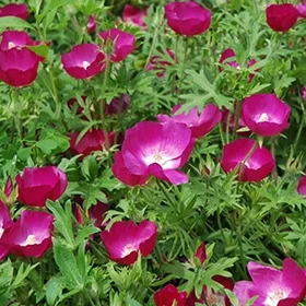 lurveys-1007565