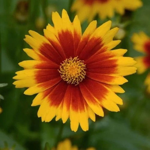 lurveys-1007567