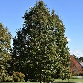 lurveys-1007569