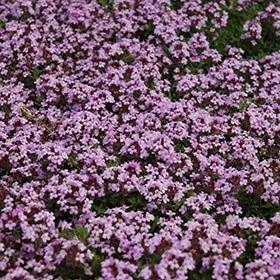 lurveys-1007616