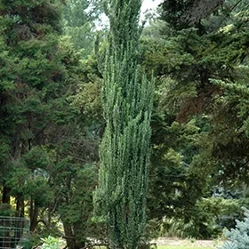 lurveys-1008062