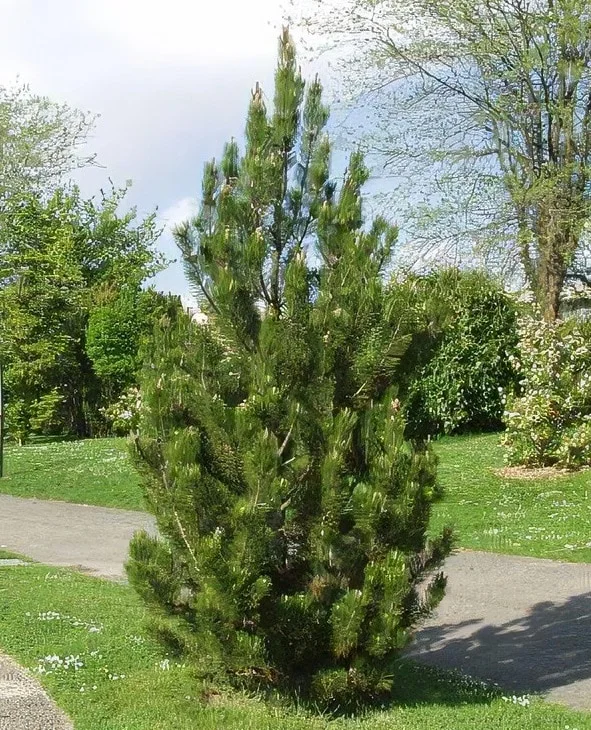 lurveys-1008460