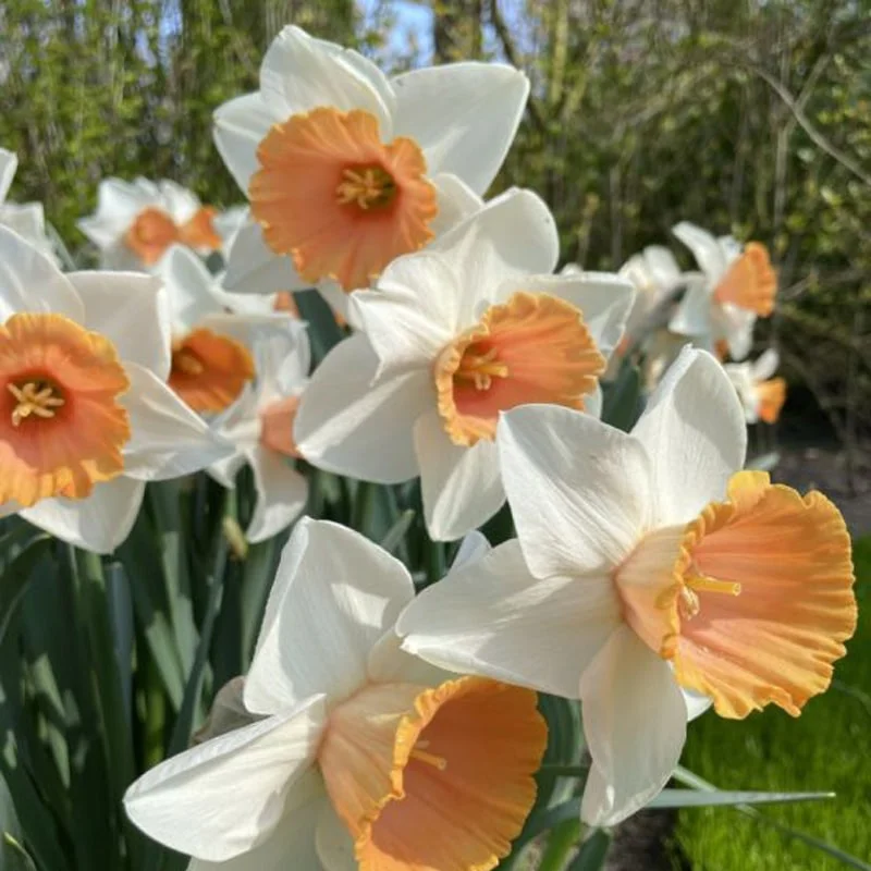 lurveys-999340