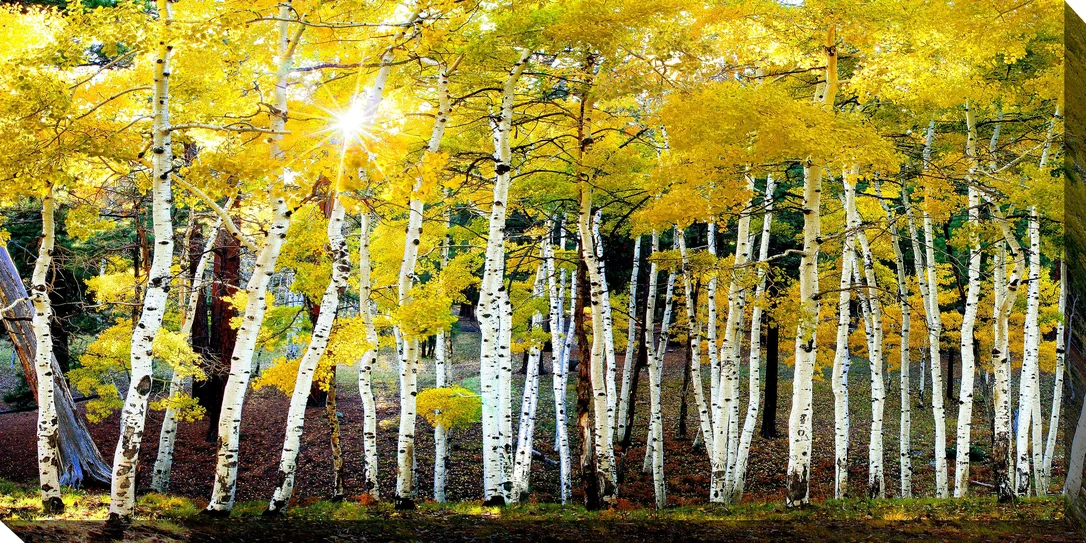 outdoorartpros940049