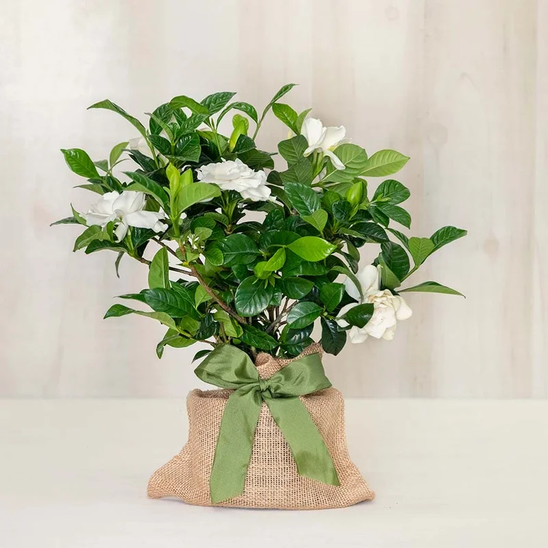 thegardengates943753